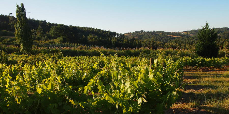 Det finns många vingårdar nära Caldas da Rainha, här utsikt från vingården Farm Holidays Silver Coast på Silverkusten i Portugal.